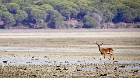 La España mágica donde asistir al espectáculo de la berrea