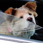 ansiedad del perro en el coche