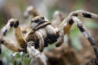 Para ampliar Lycosa hispanica (Walckenaer, 1837) hacer clic