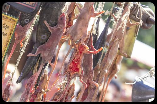 Desembarco Carlos V 2013