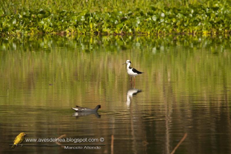 Tero real (South american Stilt) Himantopus melanurus