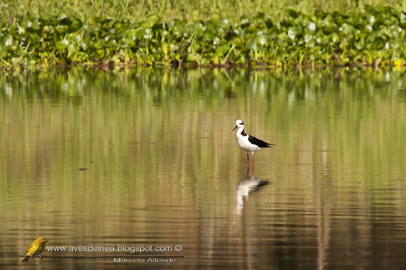 Tero real (South american Stilt) Himantopus melanurus