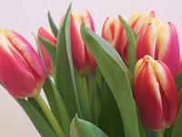 tulipanes