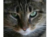 Tratamiento insuficiencia renal gatos