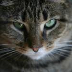Tratamiento de la insuficiencia renal en los gatos