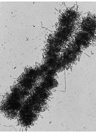 Cromátides hermanas