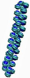 Superenrollamiento del ADN