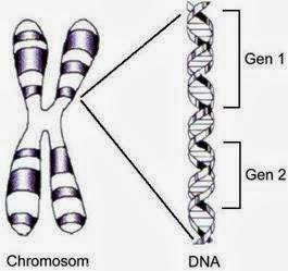 Condensación de la cromatina