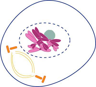 Introducción a la profase de la mitosis