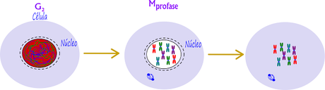 Introducción a la profase de la mitosis