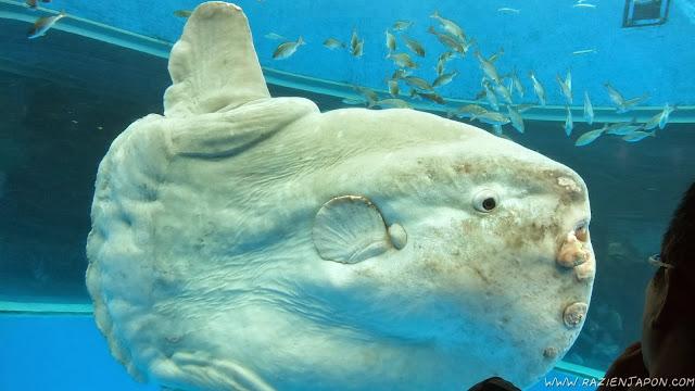 Sea Paradise (acuario de Hakkeijima)
