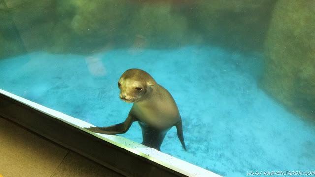 Sea Paradise (acuario de Hakkeijima)
