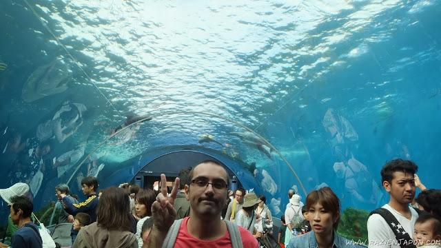 Sea Paradise (acuario de Hakkeijima)