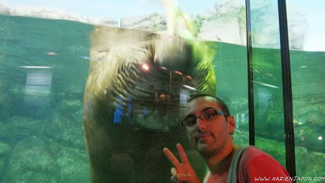 Sea Paradise (acuario de Hakkeijima)