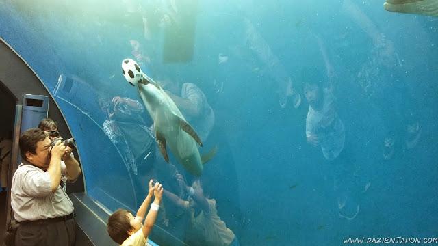 Sea Paradise (acuario de Hakkeijima)