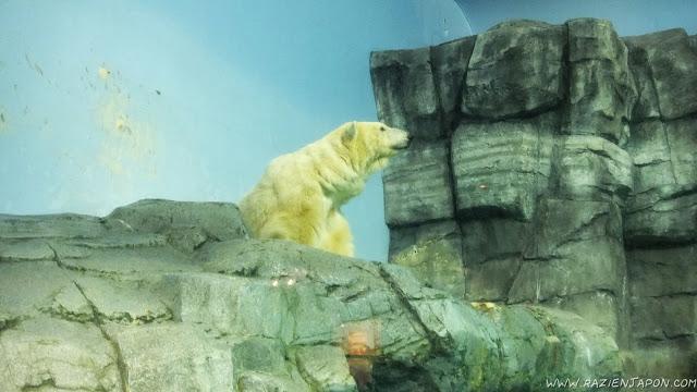 Sea Paradise (acuario de Hakkeijima)