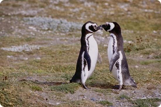 pinguino magallanes