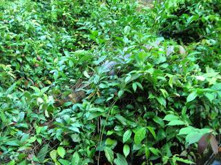 Caimán en Parque Nacional Tortuguero, Costa Rica, vuelta al mundo, round the world, La vuelta al mundo de Asun y Ricardo, mundoporlibre.com