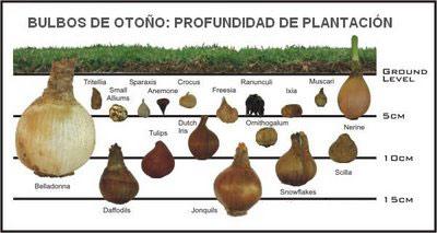 diez-consejos-para-el-jardín-en-otoño-bulbos