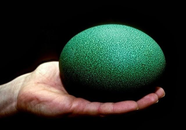 ¿Un ave de 85 kilos, 2 metros, con casco y capaz de correr a 50km/h? El casuario común