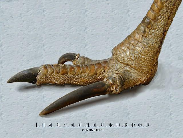 ¿Un ave de 85 kilos, 2 metros, con casco y capaz de correr a 50km/h? El casuario común