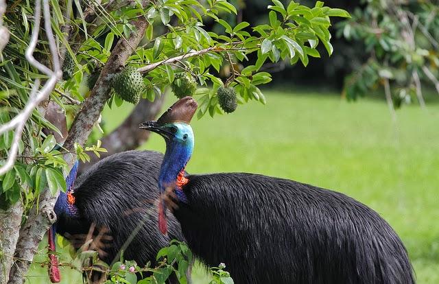 ¿Un ave de 85 kilos, 2 metros, con casco y capaz de correr a 50km/h? El casuario común