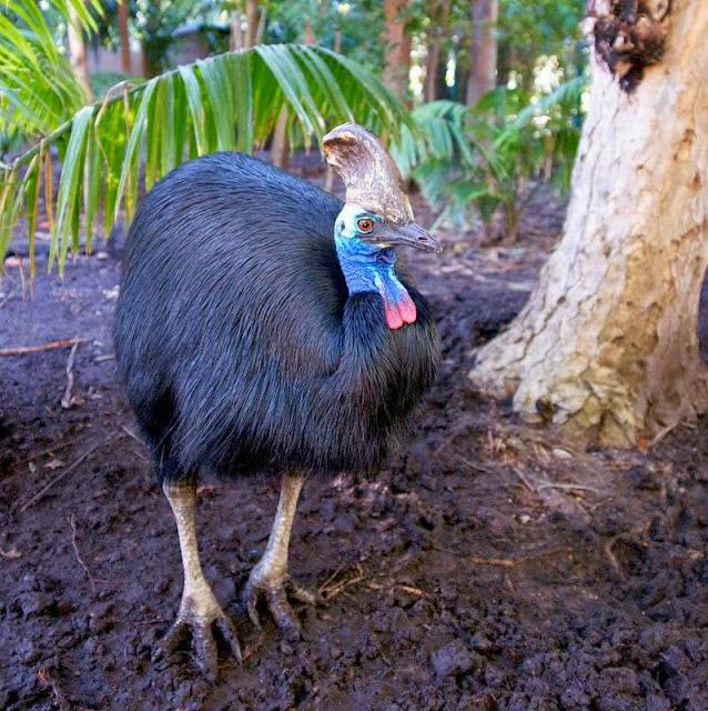 ¿Un ave de 85 kilos, 2 metros, con casco y capaz de correr a 50km/h? El casuario común