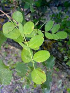 COLUTEA BREVIALATA ARBORESCENS  02 megustaelmedionatural