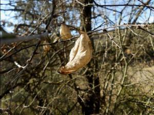 COLUTEA BREVIALATA ARBORESCENS megustaelmedionatural