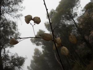COLUTEA BREVIALATA ARBORESCENS  01 megustaelmedionatural