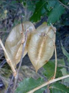 COLUTEA BREVIALATA ARBORESCENS  03 megustaelmedionatural