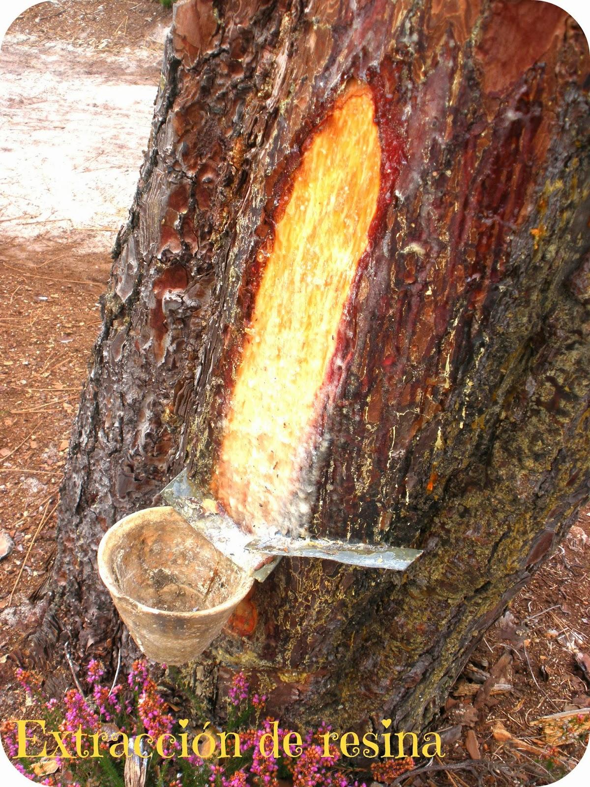 Eco-museo de La Grande Lande Marquèse