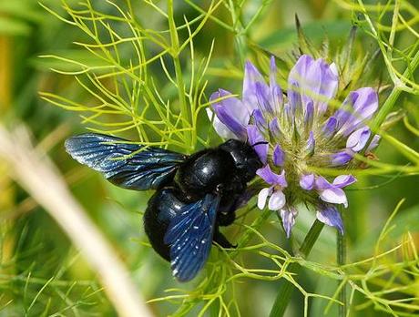 Abeja carpintera (créditos -flikr-ferran)