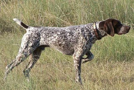 EL SASTRE, EL PERRO Y BLANCA SUAREZ