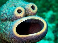 Esta criatura marina parece monstruo galletas