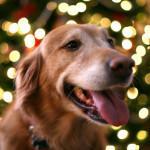 hacer que a tu perro le guste ir al veterinario