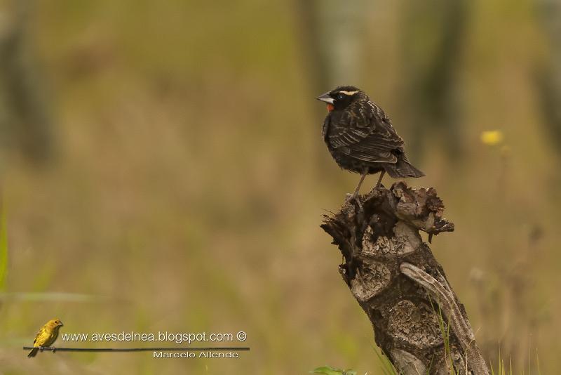 Pecho colorado (White browed blackbird) Sturnella superciliaris