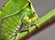 Stictocephala bisonia Kopp Yonke 1977