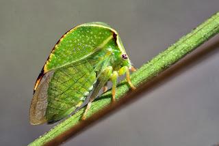 Para ampliar Stictocephala bisonia Kopp & Yonke 1977 hacer clic