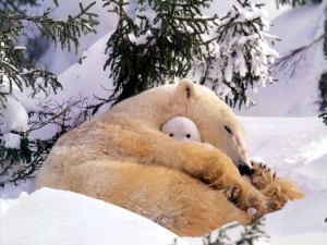 Polar_Bear_Mom_and_Baby