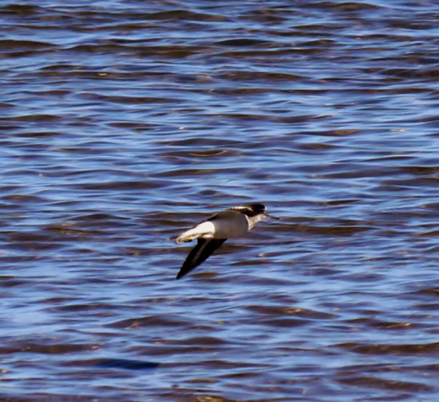 Correlimos menudo y plantas