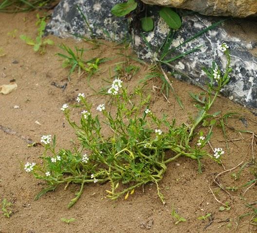 Correlimos menudo y plantas