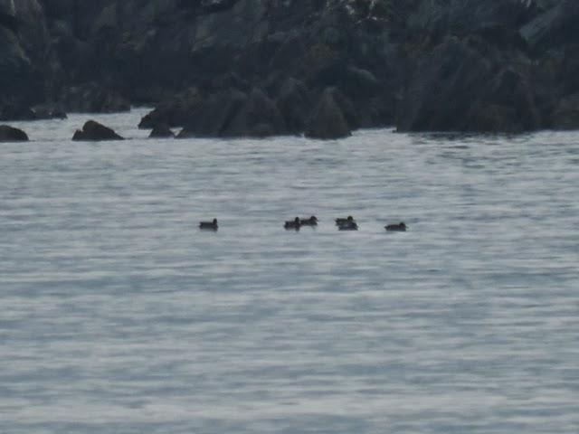 Correlimos menudo y plantas
