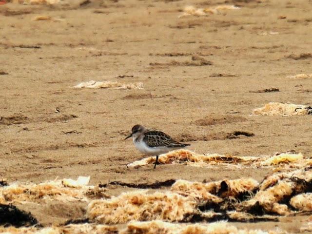 Correlimos menudo y plantas