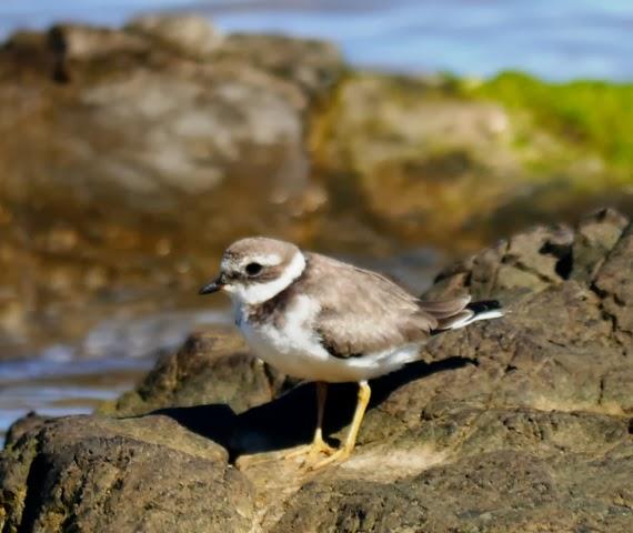 Correlimos menudo y plantas