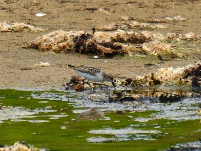 Correlimos menudo y plantas