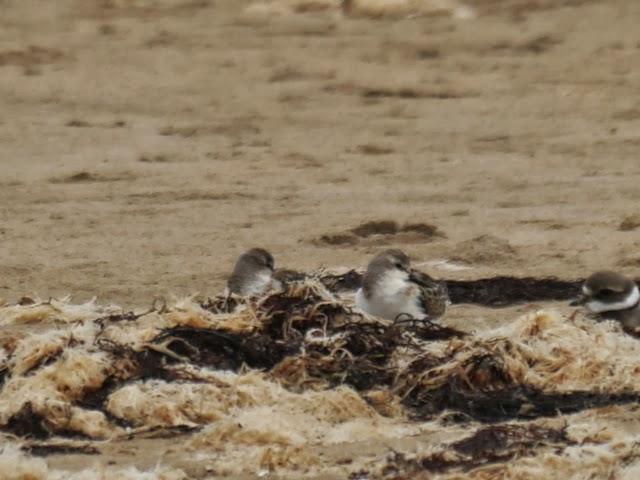 Correlimos menudo y plantas