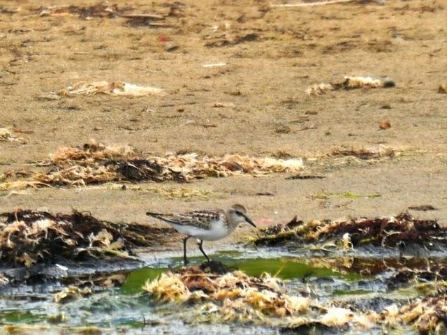 Correlimos menudo y plantas