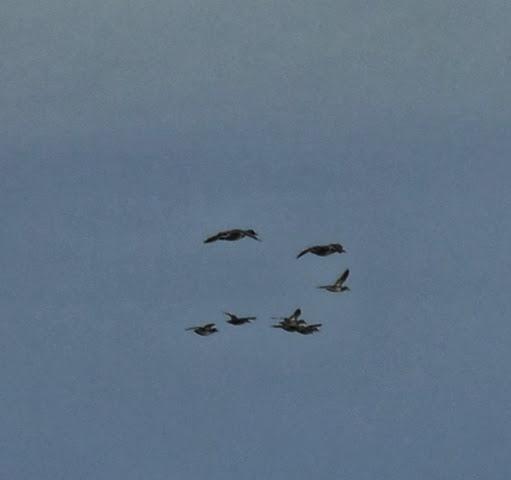 Correlimos menudo y plantas