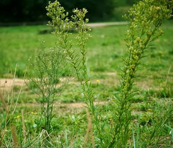 Correlimos menudo y plantas